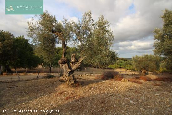 FINCA RÚSTICA EN TERMINO DE MANCOR DE LA VALL DE 42500 M2 CON CASETA DE 50 M2 EN ZONA ANEI - BALEAR