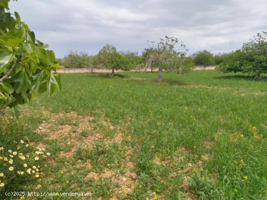 Finca rústica en Ariany - BALEARES