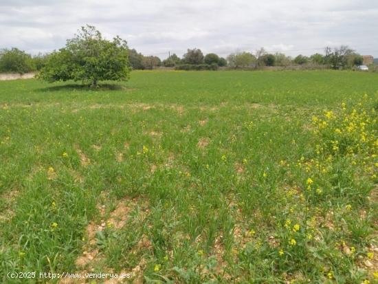  Solar industrial a la venta en la zona norte de Mallorca - BALEARES 