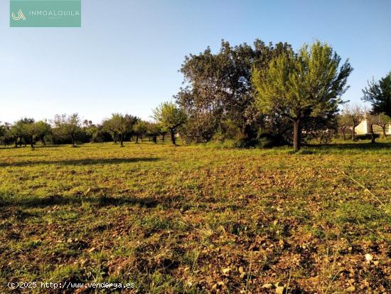 FINCA RÚSTICA TÉRMINO LLOSETA CON CONTADOR LUZ Y AGUA - BALEARES