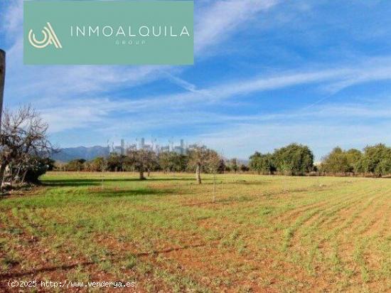 FINCA RÚSTICA EN EL TÉRMINO DE BINISSALEM - BALEARES