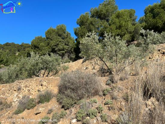 TERRENO CON RIEGO DE GOTEO EN LA SIERRA DE RICOTE - MURCIA