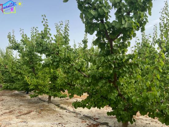 FINCA DE FRUTALES REGADIO EN TERMINO DE ALGUAZAS / CEUTI - MURCIA