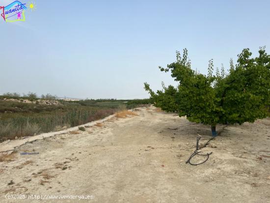 FINCA DE FRUTALES REGADIO EN TERMINO DE ALGUAZAS / CEUTI - MURCIA