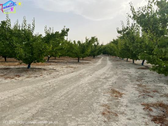 FINCA DE FRUTALES REGADIO EN TERMINO DE ALGUAZAS / CEUTI - MURCIA