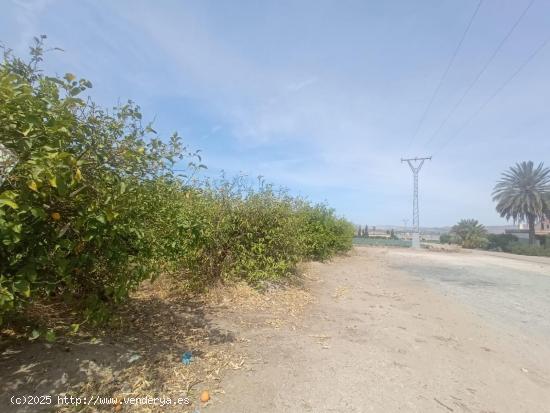 Parcela plantada de limoneros - MURCIA