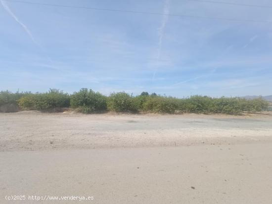 Parcela plantada de limoneros - MURCIA