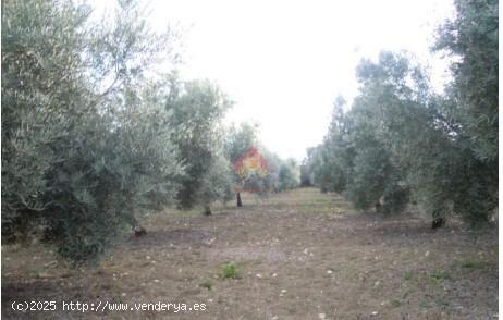 FINCA RÚSTICA - MALAGA