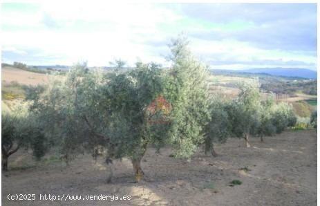 FINCA RÚSTICA - MALAGA