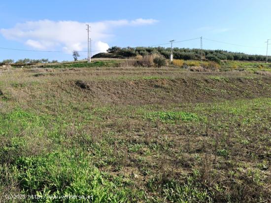 FINCA RUSTICA CERCA DE CÁRTAMA. - MALAGA