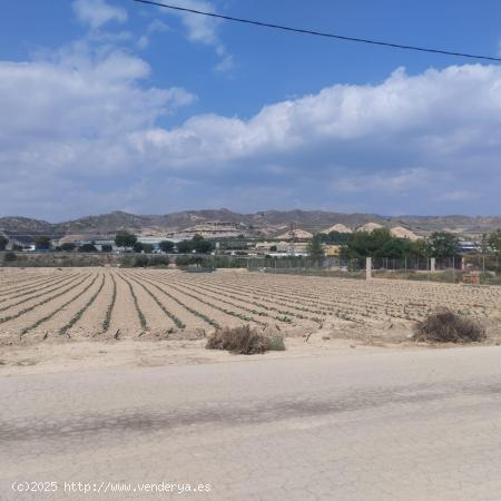 Terreno Agrario - Lébor, Totana - MURCIA