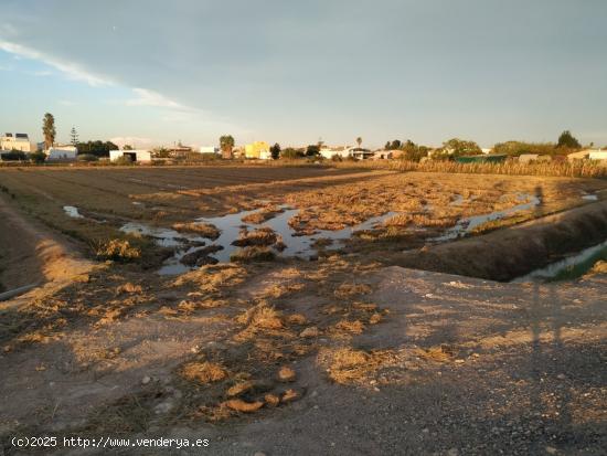 Finca de arroz de 13.140 m2, ( 6 jornales) en plena producción - TARRAGONA