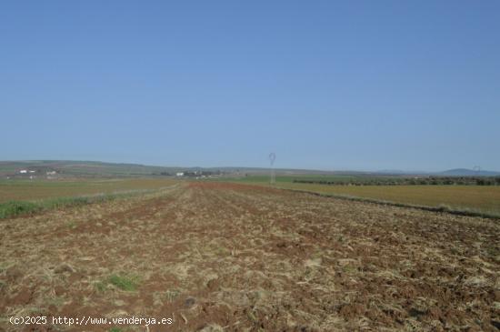  2.5 He-Muy cerca del Vivero-Merida - BADAJOZ 