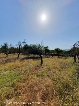  Dos fincas, segregadas y cada una edificable. - BALEARES 