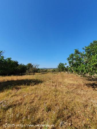 Dos fincas, segregadas y cada una edificable. - BALEARES