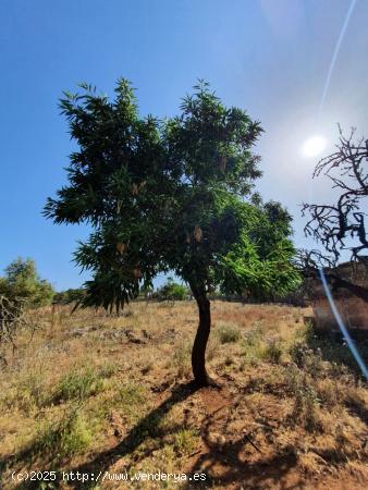 Dos fincas, segregadas y cada una edificable. - BALEARES