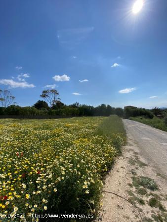 Solar en zona Son Negre - BALEARES