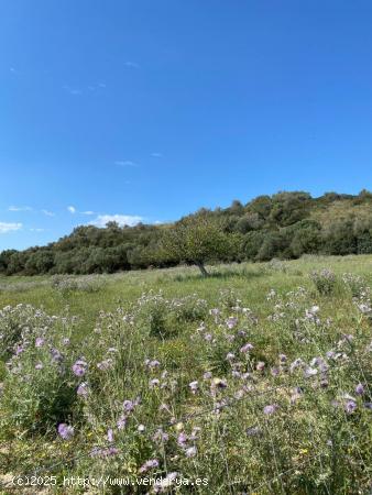 Solar en zona Son Negre - BALEARES