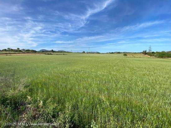 Terreno rustico en una de las mejores zonas. - BALEARES