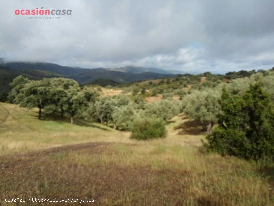 FINCA RUSTICA DE OLIVOS CON CORTIJOS Y NAVES - CORDOBA