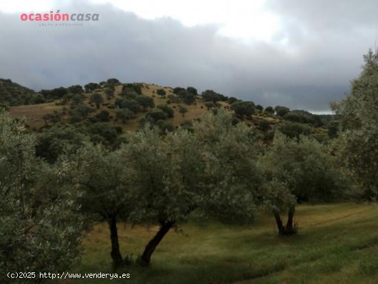 finca de olivos con sondeo - CORDOBA