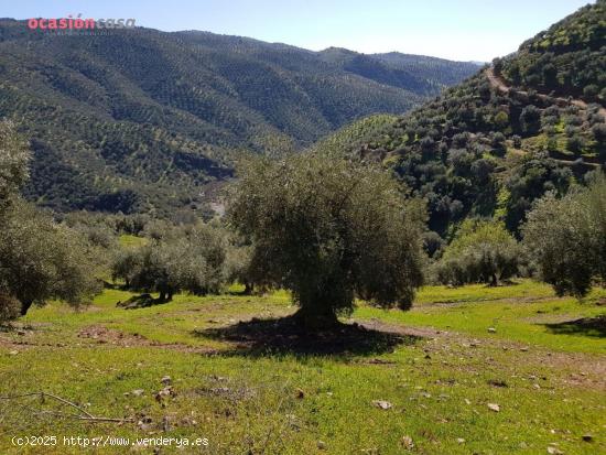 VENTA DE OLIVAR CON CORTIJO - CORDOBA