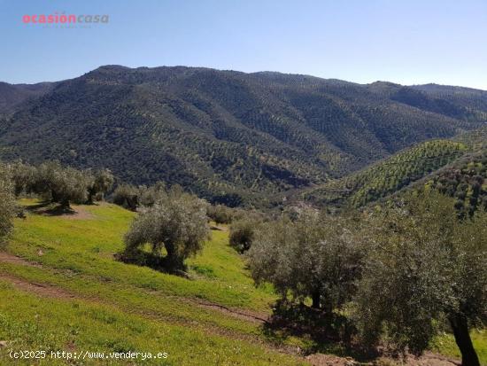 VENTA DE OLIVAR CON CORTIJO - CORDOBA