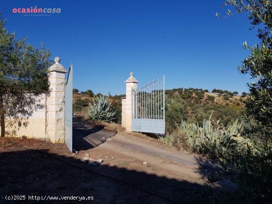 PARCELA DE OLIVOS EN LA CANALEJA - CORDOBA