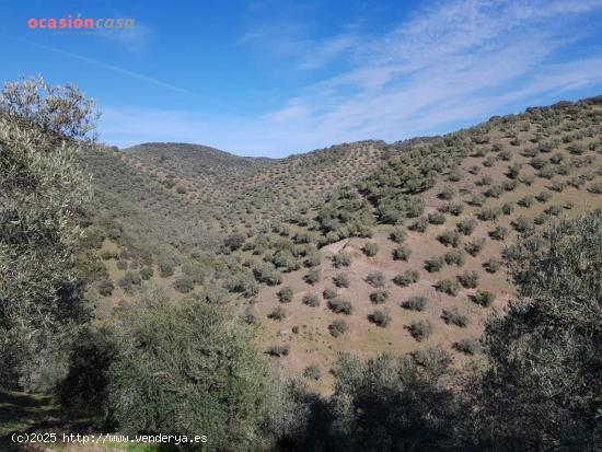  OLIVAR CON CORTIJO EN VENTA - CORDOBA 