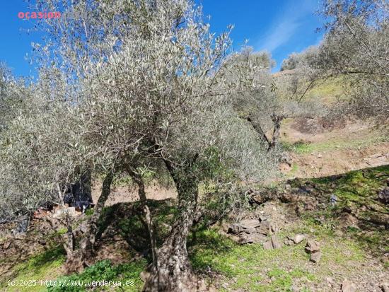 OLIVAR CON CORTIJO EN VENTA - CORDOBA