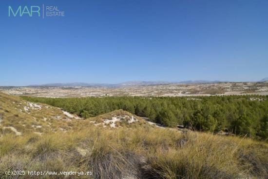 FINCA DE PINAR MADERABLE - GRANADA