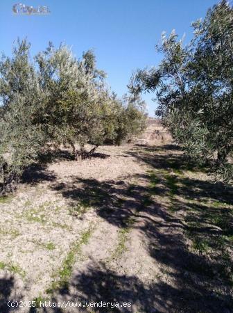  TERRENO RÚSTICO EN BULLAS, ZONA DE  LA COPA DE BULLAS. - MURCIA 