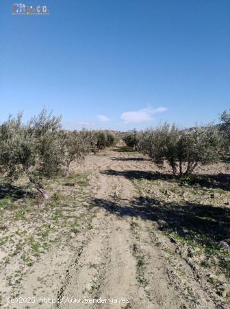 TERRENO RÚSTICO EN BULLAS, ZONA DE  LA COPA DE BULLAS. - MURCIA