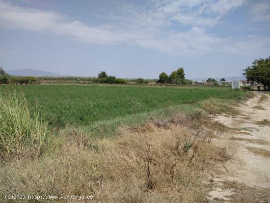 HUERTA DE REGADÍO EN TORRE ALTA - MURCIA