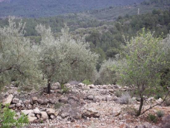 FINCA RUSTICA CON OLIVOS Y BUENAS VISTAS - CASTELLON