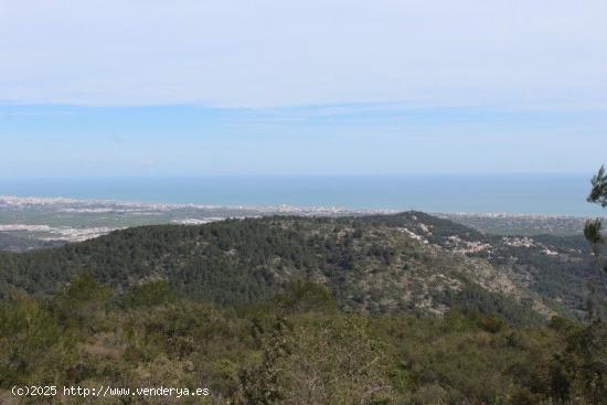  Venta finca rústica Paraje Font del Garrofer-jericull - VALENCIA 