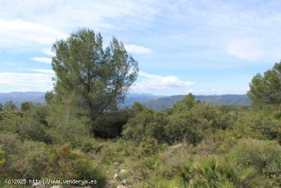 Venta finca rústica Paraje Font del Garrofer-jericull - VALENCIA