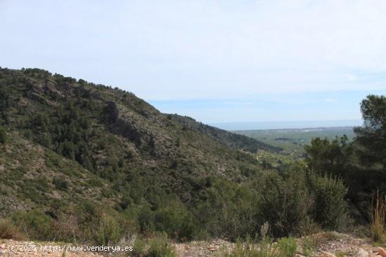 Venta finca rústica Paraje Font del Garrofer-jericull - VALENCIA