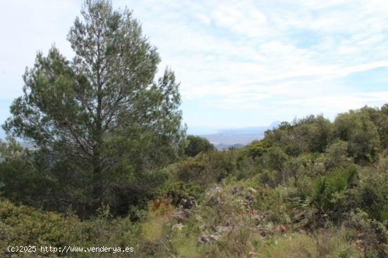 Finca rústica en Oliva - VALENCIA