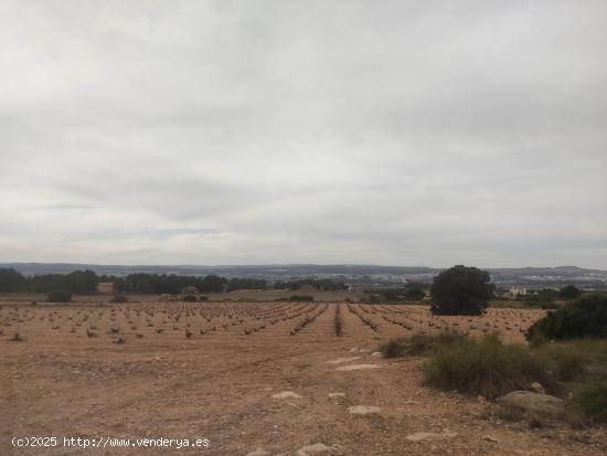 PARCELA DE 26.000 M2 EN ZONA SUGEL - ALBACETE