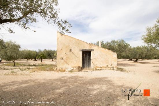 FINCA RUSTICA  LES COVES  CON CASETA EN VENTA EN LA GALERA (TARRAGONA) - TARRAGONA