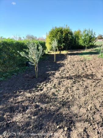  OPORTUNIDAD FINCA EN LA BARCA DE LA FLORIDA - CADIZ 