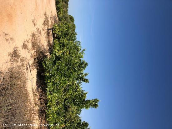 Finca rustica de 226 HECTAREAS .posibilidad montar placas fotovoltaicas - ALBACETE