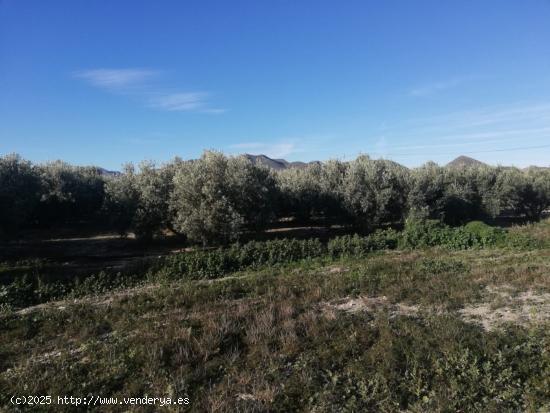  Terreno de regadío, Venta Ceferino - MURCIA 