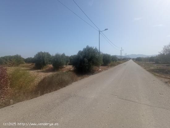 Parcela con punto de luz - MURCIA