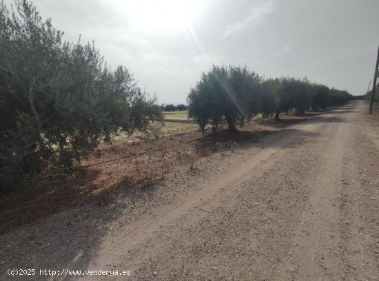 Parcela en Cazalla - MURCIA