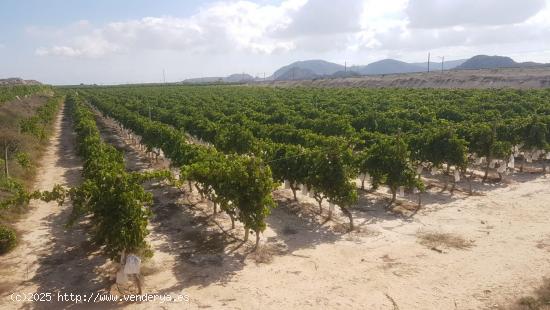 FINCA RÚSTICA - ALICANTE