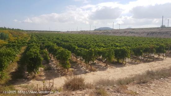 FINCA RÚSTICA - ALICANTE