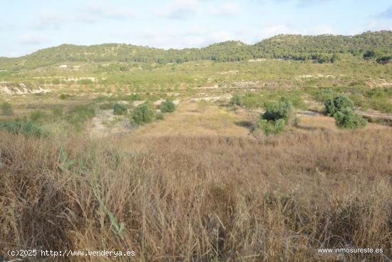 Finca de secano en la pedanía de Torremendo, Orihuela. 17.000 m2. de superficie. - ALICANTE