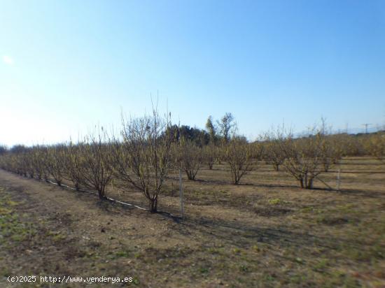 FINCA AGRÍCOLA MUY BIEN SITUADA EN LA PARTIDA BURGÀ DE RIUDOMS - TARRAGONA